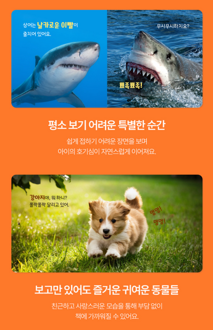 캥거루 자연동화 25권
