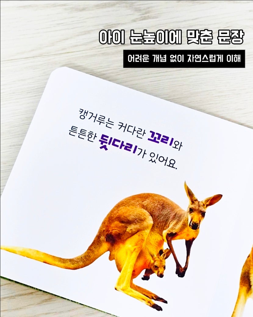 캥거루 자연동화 25권