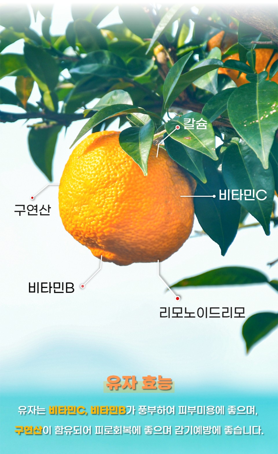 마이데이즈 슈푼슈푼 스푼형 꿀유자차